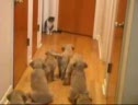 Puppies vs Cat