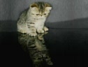 Very Funny Cats Mix