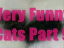 Very Funny Cats (Mix)