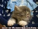 Cat Dozing