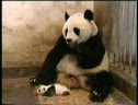 Panda Sneeze