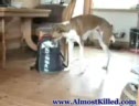 Dog Pickpocket