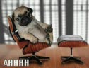 Very Funny Dogs!