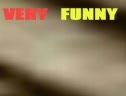 Very Funny Dogs