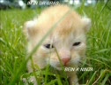 Funny Cat Picture Compilation