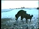 Blooper Cow Funny Stuff