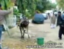 Flying Kick From A Cow