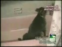 Funny Dog Compilation