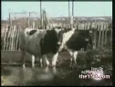 Cow Looking For Love