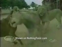 Dogs With Lions