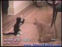 Funniest Cats Ever