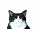 Very Funny Cats (Remix)