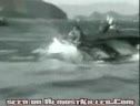 Whale