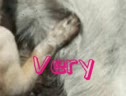 Very Funny Dogs!!