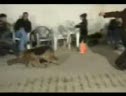 Bopping Dog
